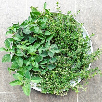 Oregano & Thyme Tincture