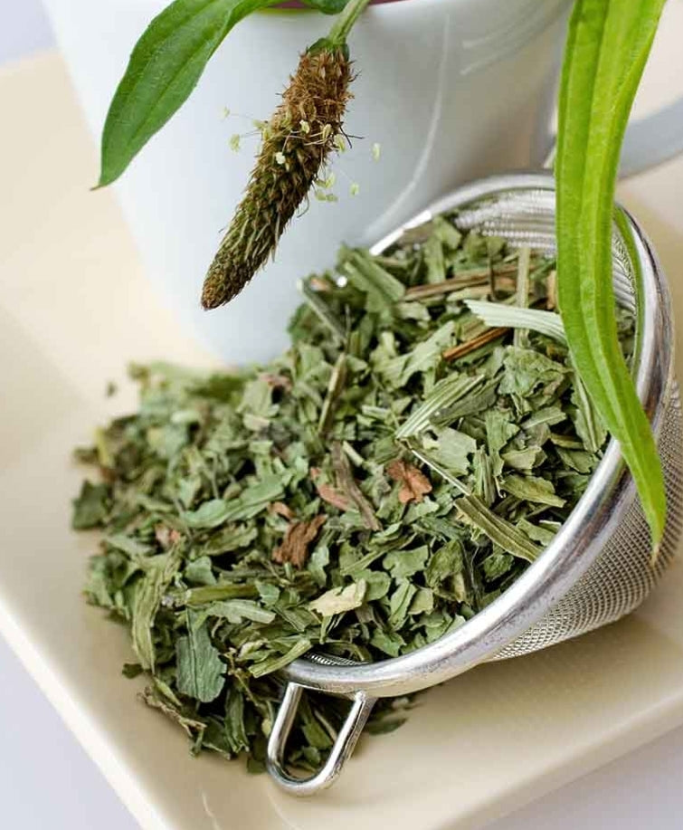 Plantain & Calendula