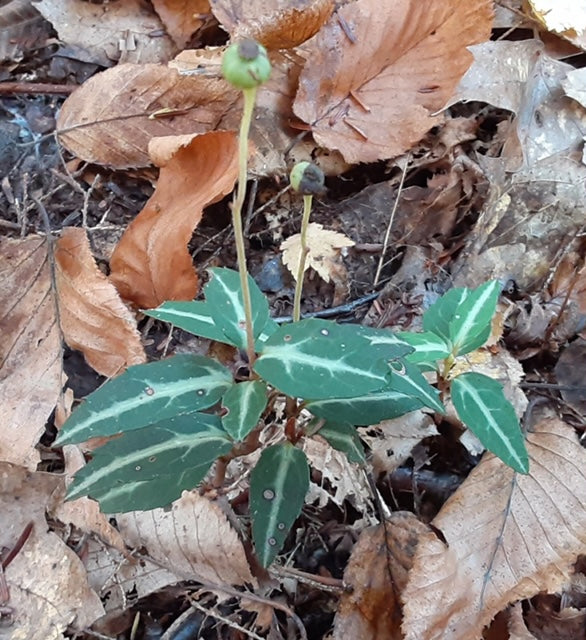 Pipsissewa Tincture