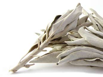 White Sage Smudge Stick