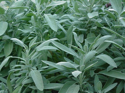White Sage Smudge Stick